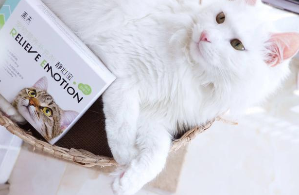 如果猫咪应激反应能够预防，盖夫静心宝给予最大助力 