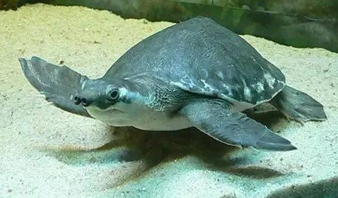 猪鼻龟为什么那么贵?说了你别不信 猪鼻龟为什么那么贵?说了你别不信