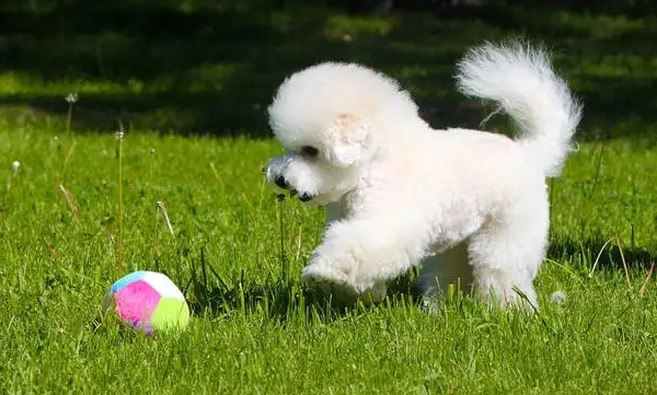 比熊犬的寿命长吗？有多久呢？
