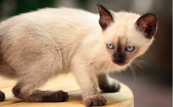 来看看重点色短毛猫和暹罗猫有什么区别吧~