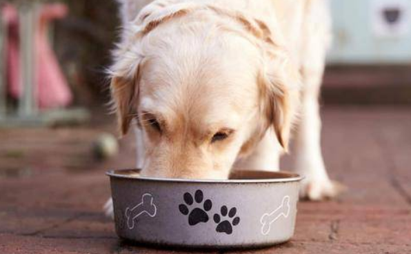 鸡头煮多久才能给狗吃?不放心的铲屎官们来看看 鸡头煮多久才能给狗吃?不放心的铲屎官们来看看