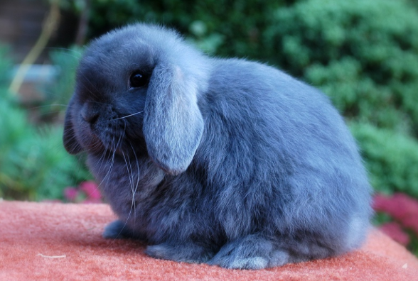 带你了解：冬天可以带英国垂耳兔出去么？