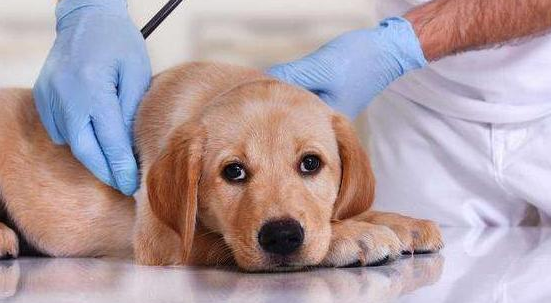 狗狗血小板低怎么回事？看完你就明白了