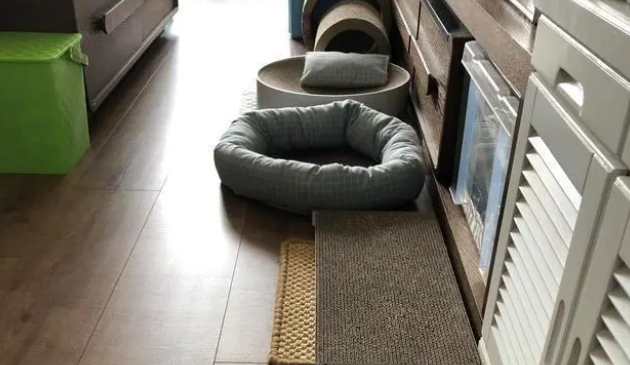 有猫抓板为什么猫还是挠沙发？