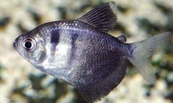 黑裙鱼能活多久?饲养方法很重要! 黑裙鱼能活多久?饲养方法很重要!