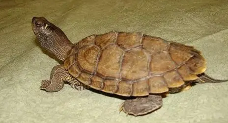 地图龟吃什么长得快？来看看吧