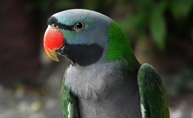 大绯胸鹦鹉多少钱一只？价格不贵值得饲养