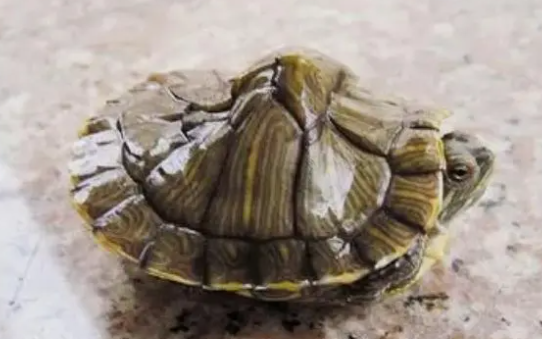 乌龟泡高锰酸钾会死吗?铲屎官们过来了解一下 乌龟泡高锰酸钾会死吗?铲屎官们过来了解一下