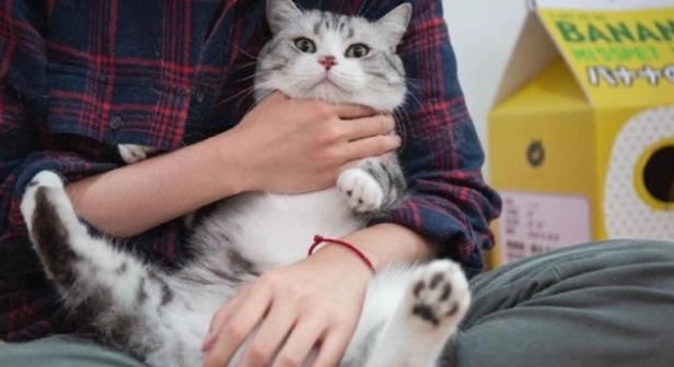 猫吃益生菌有什么作用？