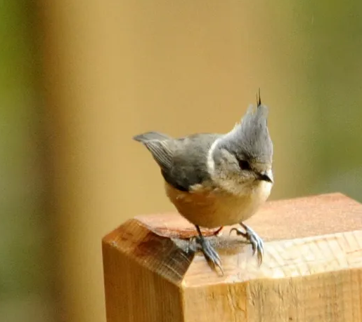 软壳龟怎么养?水的深浅是重点! 软壳龟怎么养?水的深浅是重点!