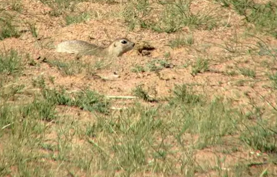 赤颊黄鼠饲养指南,请各位查收 赤颊黄鼠饲养指南,请各位查收