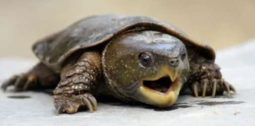 鹰嘴龟肠胃炎怎么办？来看看怎么治疗