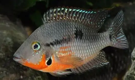 你见过会笑的鱼吗?火口鱼,鱼界的“假笑男孩” 你见过会笑的鱼吗?火口鱼,鱼界的“假笑男孩”