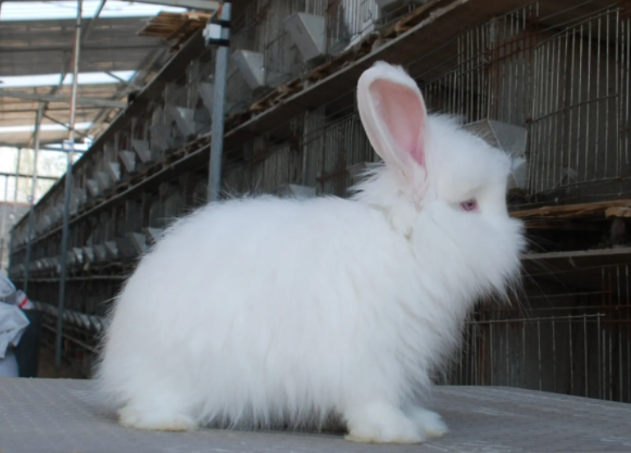 安哥拉长毛兔的性格好吗？感兴趣的快来看看～