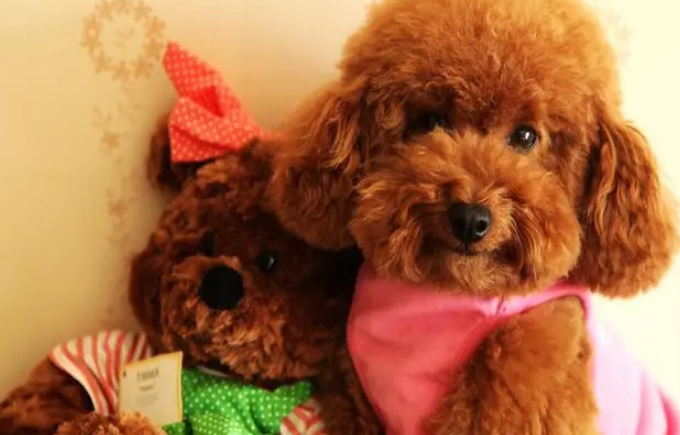 这样做能让泰迪少生病，速来get！