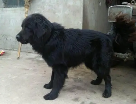 金毛生出了黑色的狗狗？咋回事？