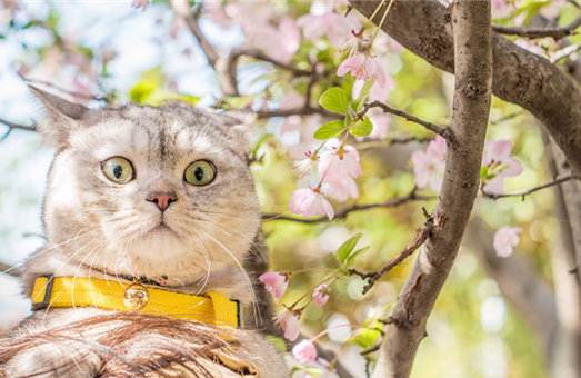 两个月的小猫怎么区分公母？仅需要掌握这几点
