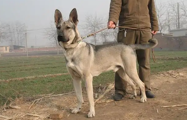 狼青一般几个月成年？大家要注意观察