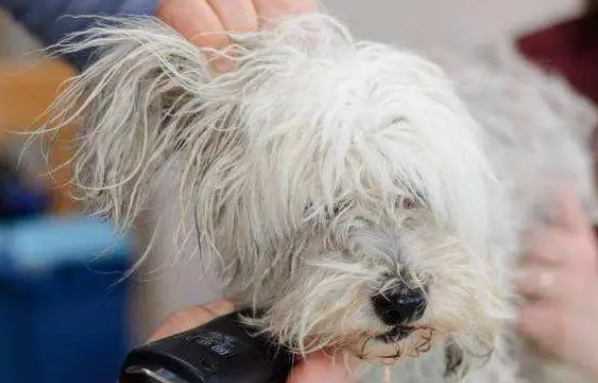 狗狗洗澡,为啥一定要用专属沐浴露? 狗狗洗澡,为啥一定要用专属沐浴露?