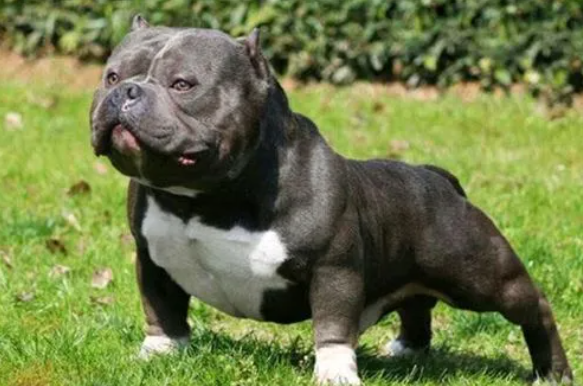 美国恶霸犬犬瘟热怎么办？主要有以下几点