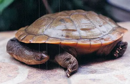 长颈龟雌雄怎么辨别?我来教你方法! 长颈龟雌雄怎么辨别?我来教你方法!