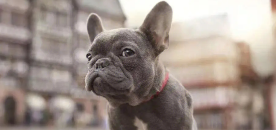 护主人最忠诚的狗有哪些？来看看