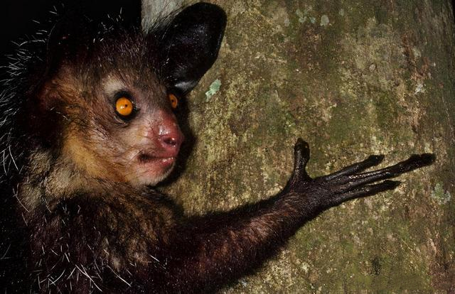 指猴为何以“指”为名,一文探究其背后的秘密! 指猴为何以“指”为名,一文探究其背后的秘密!