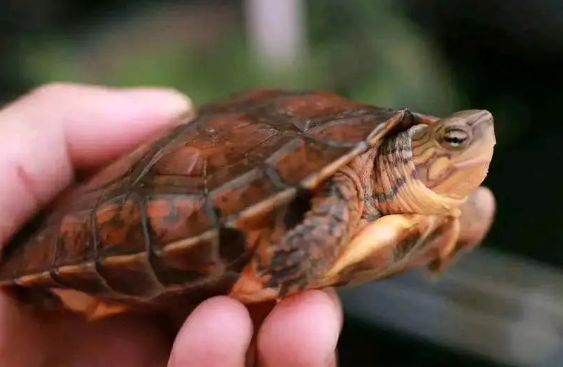 来瞧瞧洪都拉斯木纹龟怎样分公母吧~ 来瞧瞧洪都拉斯木纹龟怎样分公母吧~