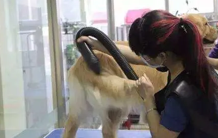 吹风机是魔鬼吗?学会这几招让狗狗乖乖吹毛 吹风机是魔鬼吗?学会这几招让狗狗乖乖吹毛