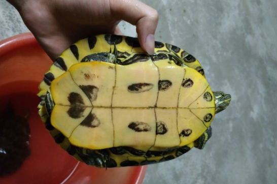 格兰德彩龟可以冬眠吗？冬眠有什么好处