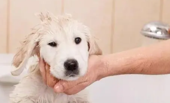 狗狗体外驱虫操作方法及注意事项 狗狗体外驱虫操作方法及注意事项