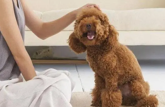 泰迪出现报复性尿床怎么办?头疼的都来看看! 泰迪出现报复性尿床怎么办?头疼的都来看看!