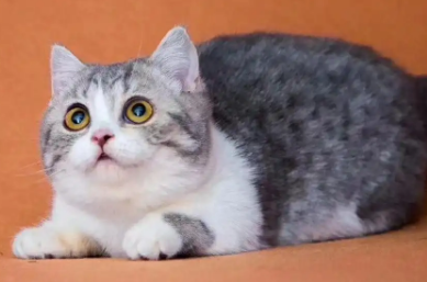 矮脚猫寿命长吗？快来揭秘一下！