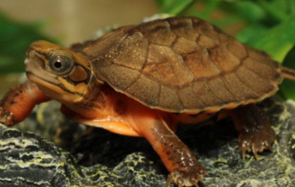 养小金钱龟要放多少水，你一定要记住