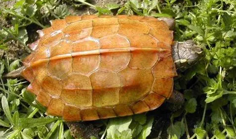 地龟怎么饲养？养的人看过来