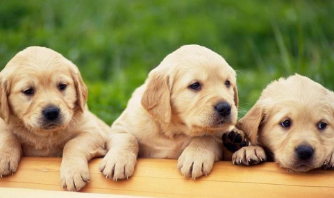 宠主科普：狗可以用碘附消毒伤口吗？