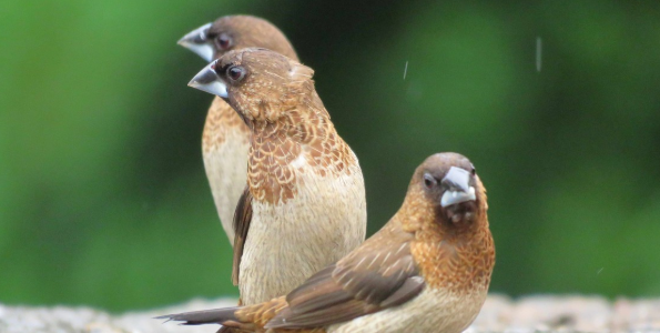 斑文鸟好养吗？方法是什么？