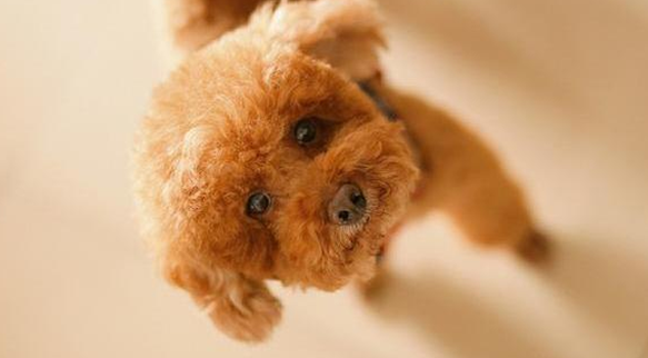 泰迪纯种和不纯有什么区别？看完你就知道了