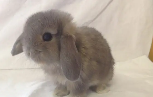 迷你垂耳兔寿命是多久？能活多长时间？