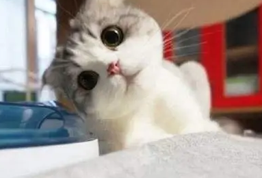 猫有必要吃益生菌吗？聊聊猫吃益生菌的作用