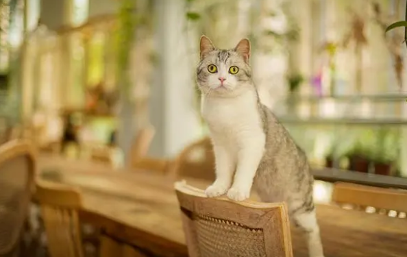 有猫包可以上地铁吗？带猫咪出行这几种办法更实际