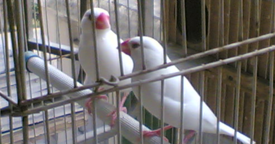 白文鸟会说话吗？你们想不想养一只