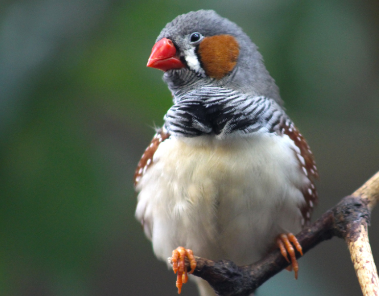 斑胸草雀怎么分辨是雌雄？这样看就知道了！