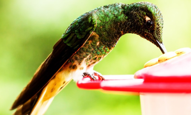 世界上最小的鸟是什么鸟？来一起看看吧