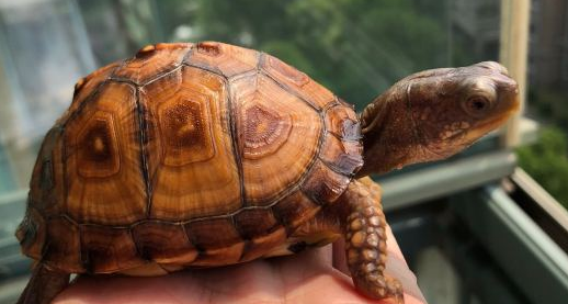 东部箱龟和港岸箱龟区别有哪些?我来告诉你 东部箱龟和港岸箱龟区别有哪些?我来告诉你