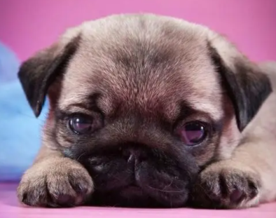 狗狗假孕怎么退奶？这里有答案！