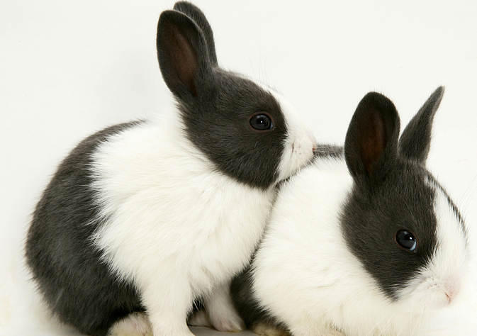 荷兰兔聪明吗 荷兰兔聪不聪明 荷兰兔聪明吗 荷兰兔聪不聪明