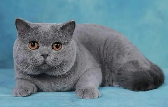 蓝猫颜色为啥浅的贵?来看一看吧 蓝猫颜色为啥浅的贵?来看一看吧