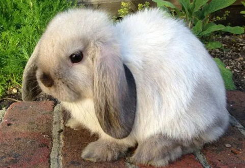 英国迷你垂耳兔怎么洗澡?看完你就知道了! 英国迷你垂耳兔怎么洗澡?看完你就知道了!