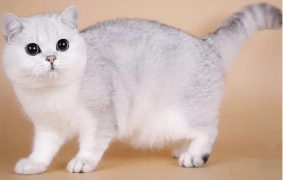 买银渐层猫要注意些什么？来了解下吧~